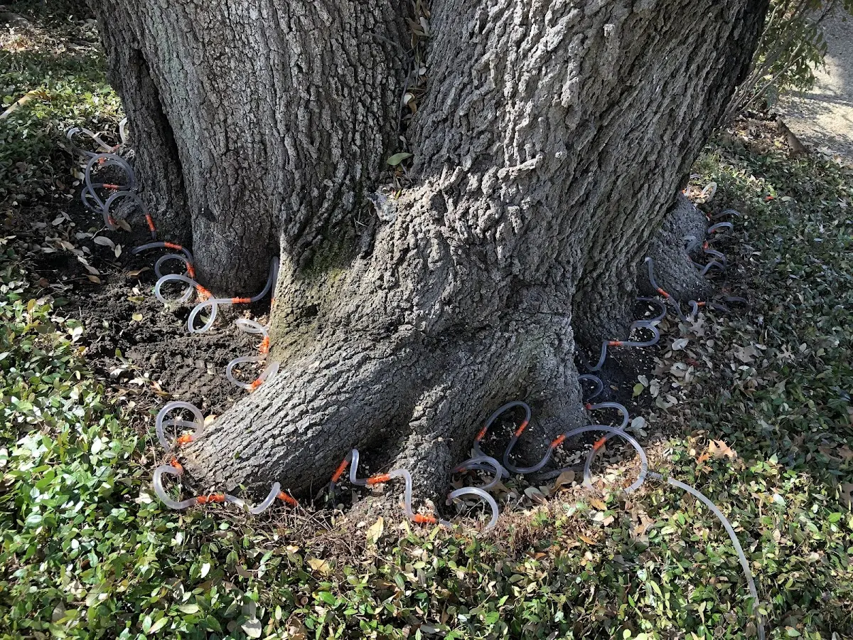Detailed Tree Cabling and Bracing job site in Coupland